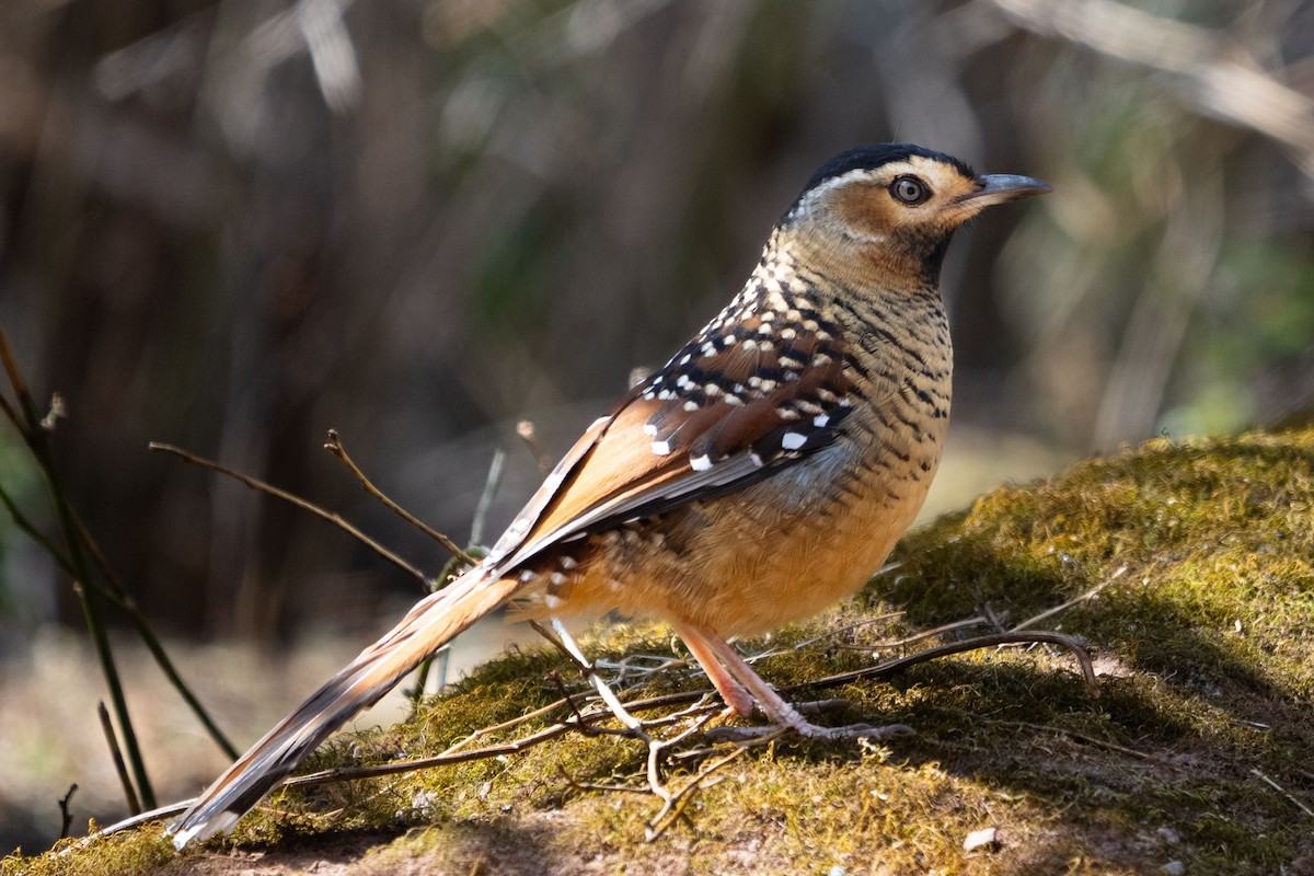 Spotted Laughingthrush - ML615936653