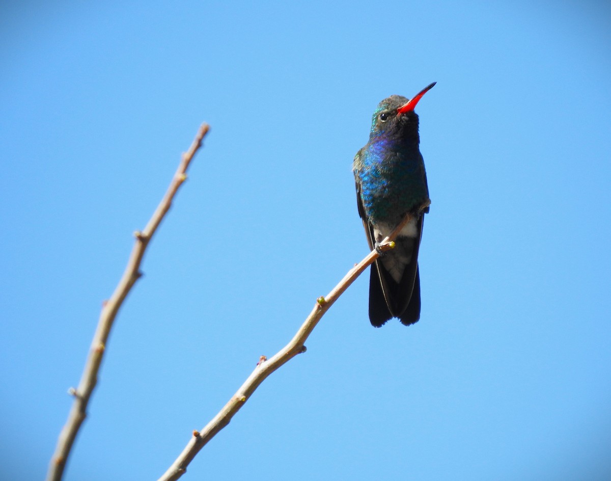 Broad-billed Hummingbird - Caden Williams