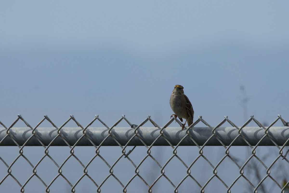 Golden-crowned Sparrow - ML615936748