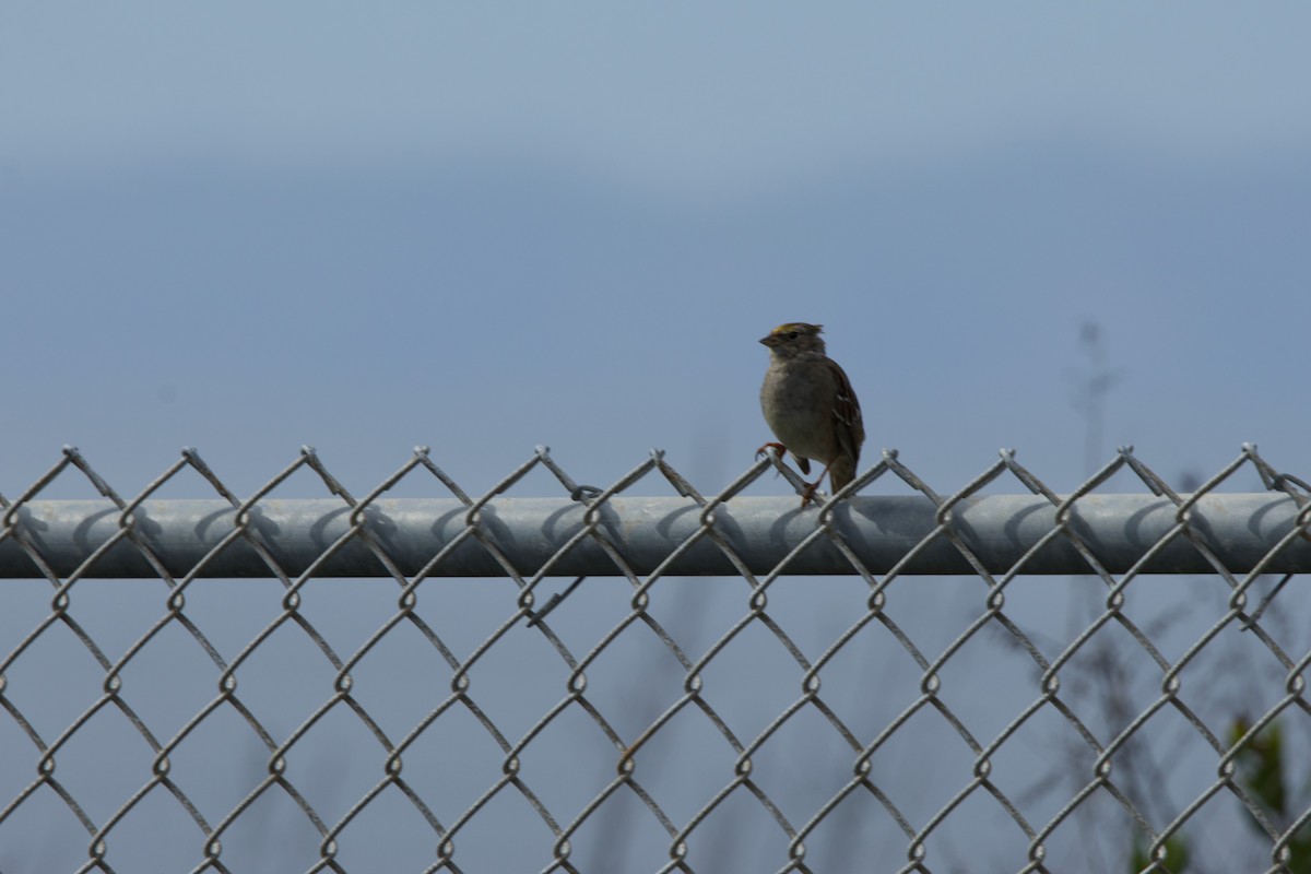 Golden-crowned Sparrow - Deanna McLaughlin