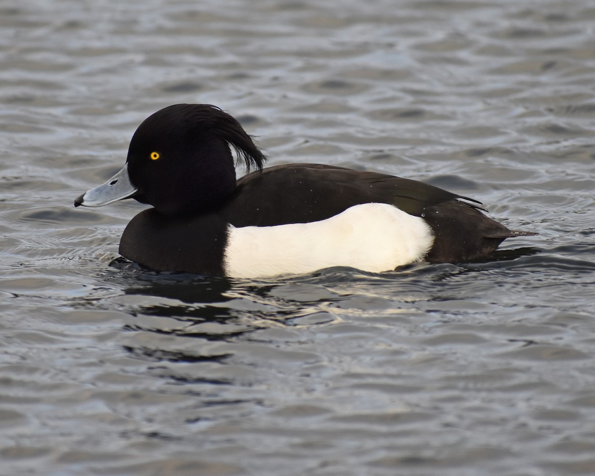 Tufted Duck - ML615936855