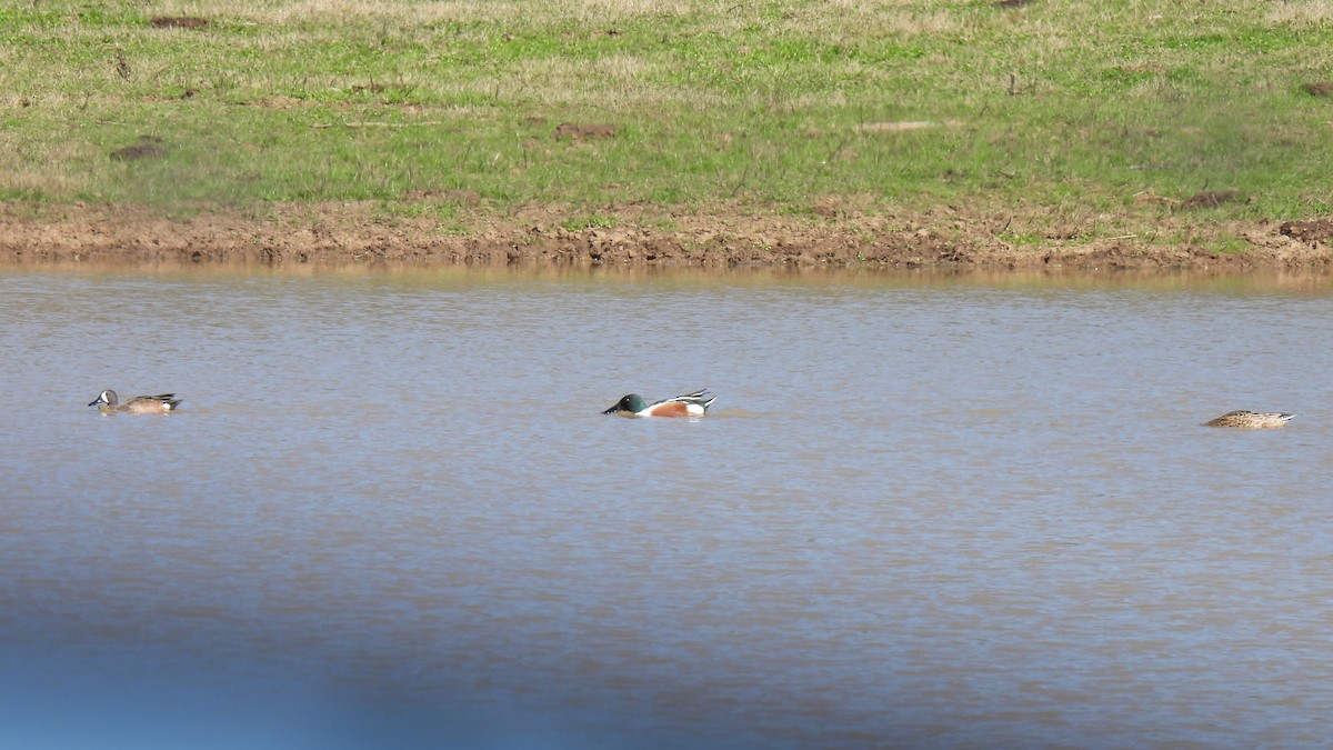 Blue-winged Teal - ML615936881