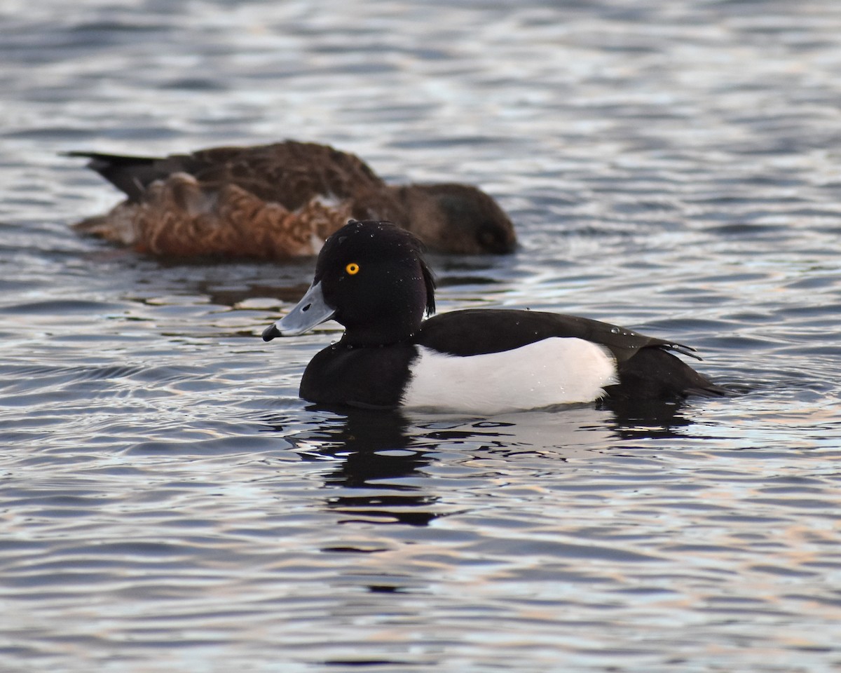 Tufted Duck - ML615936903