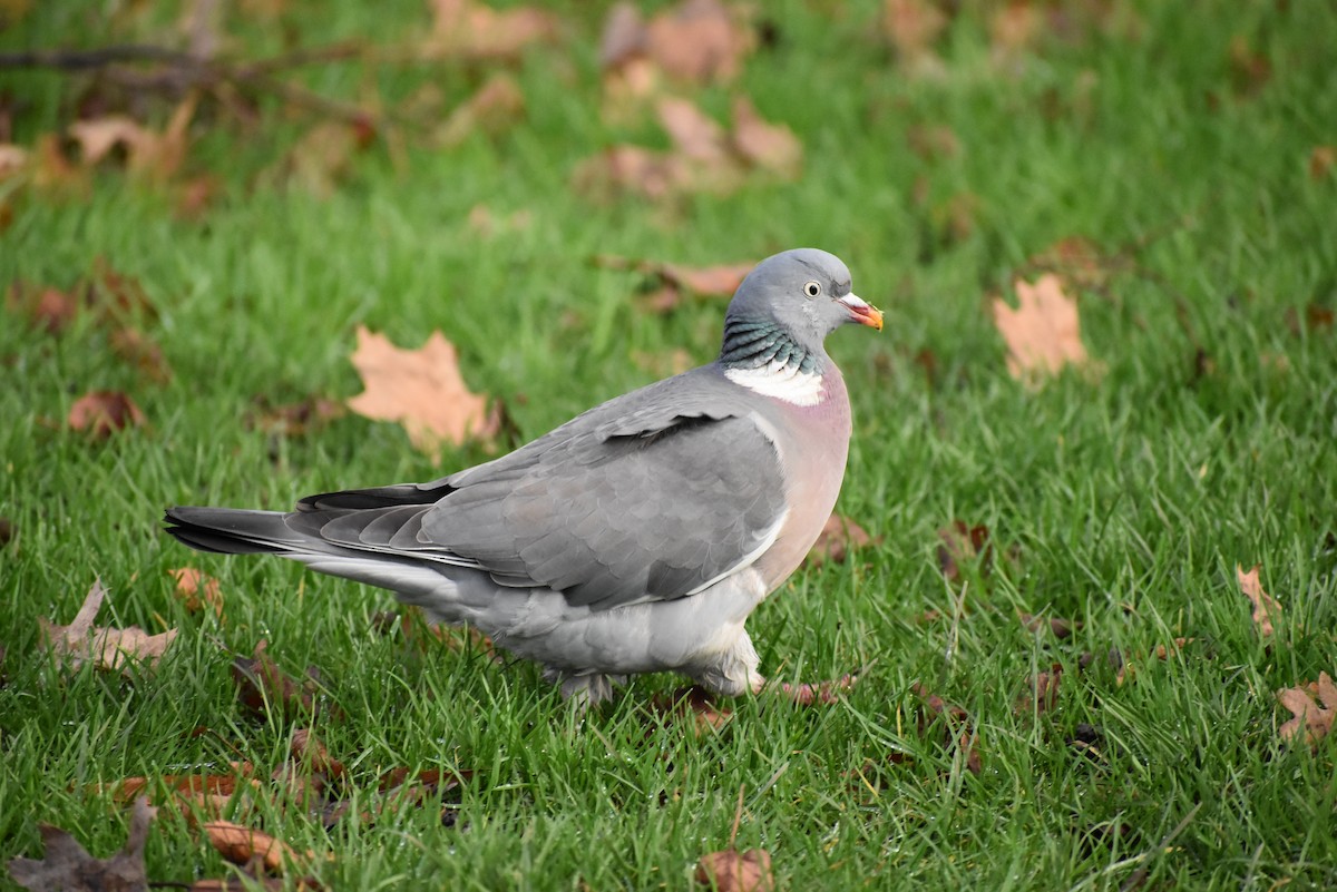 Common Wood-Pigeon - ML615936912