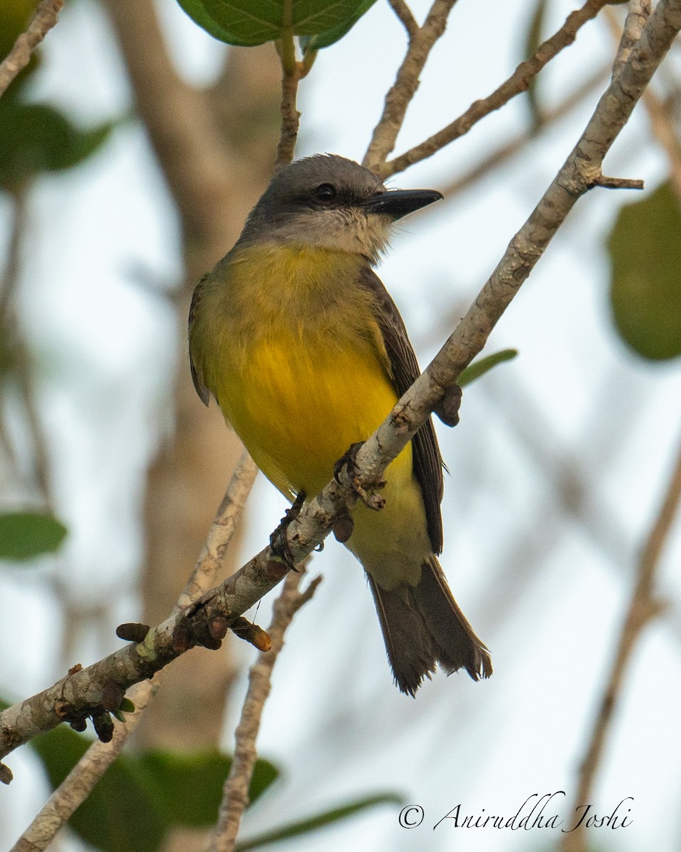 Tropical Kingbird - Aniruddha Joshi