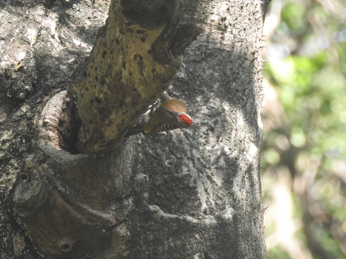 Hispaniolan Woodpecker - ML615937062