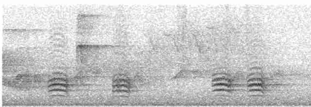 Sittelle à poitrine blanche (carolinensis) - ML615937084