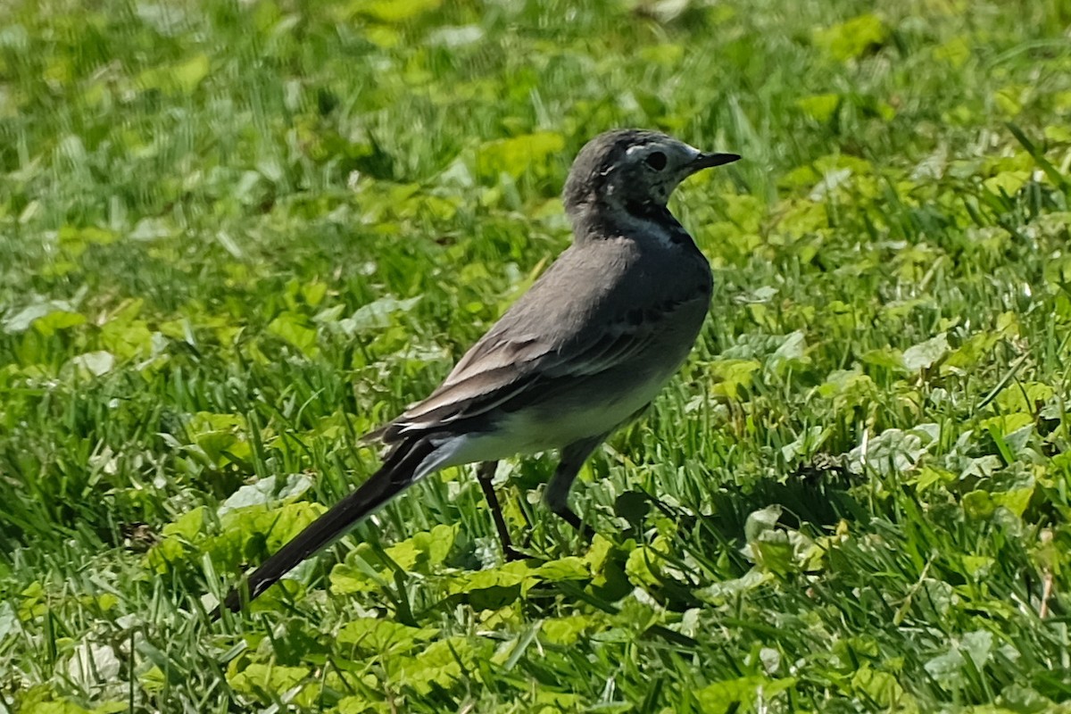 White Wagtail (White-faced) - ML615937108