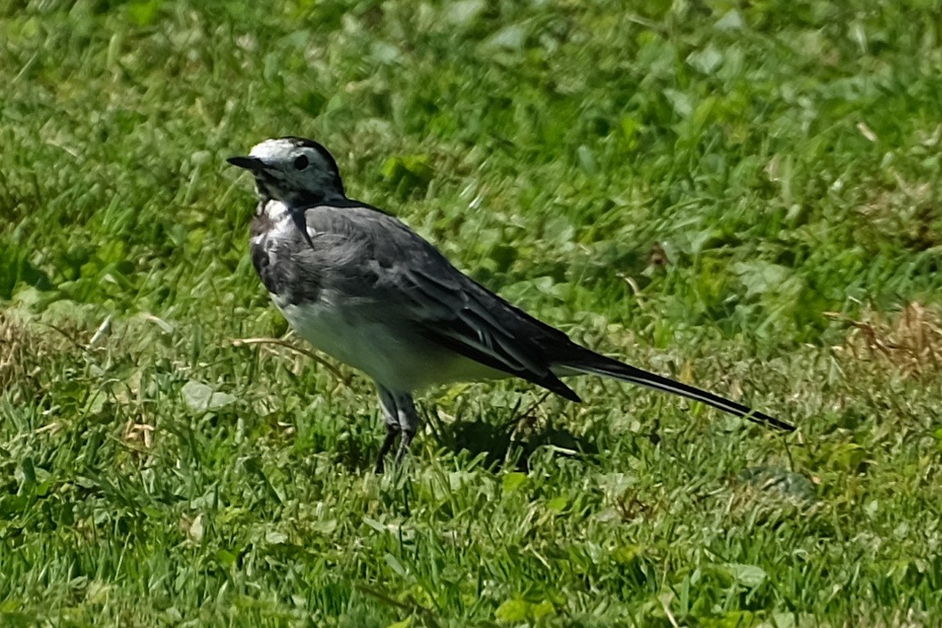 White Wagtail (White-faced) - ML615937109