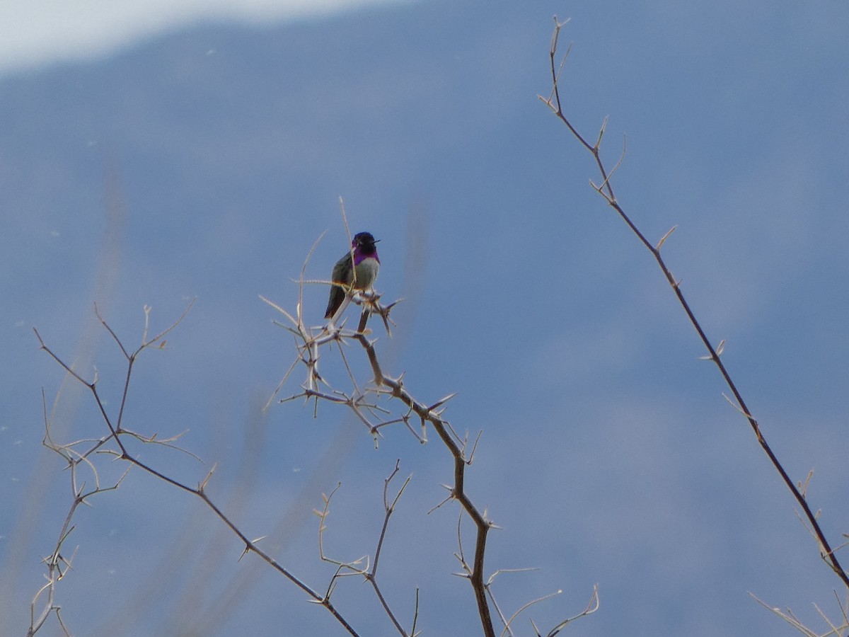 Costa's Hummingbird - ML615937143