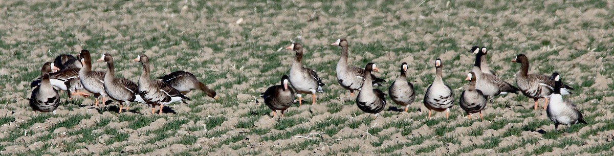 Greater White-fronted Goose - Norm Lewis
