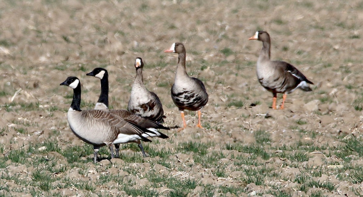 Greater White-fronted Goose - ML615937164
