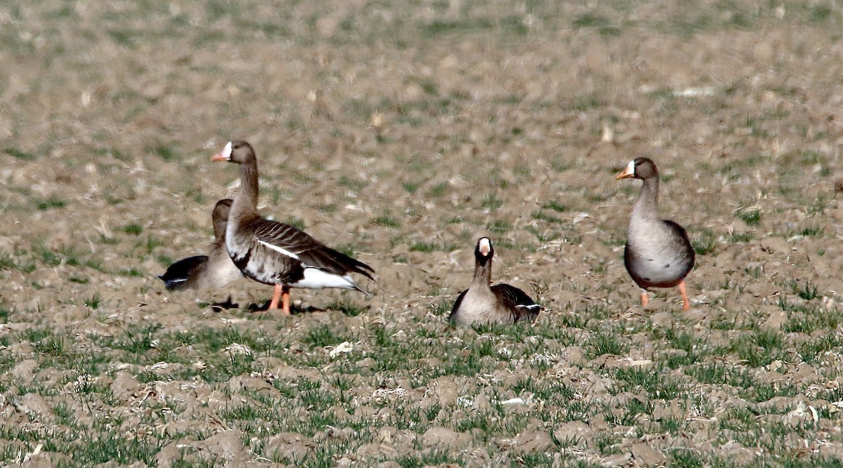 Greater White-fronted Goose - ML615937165