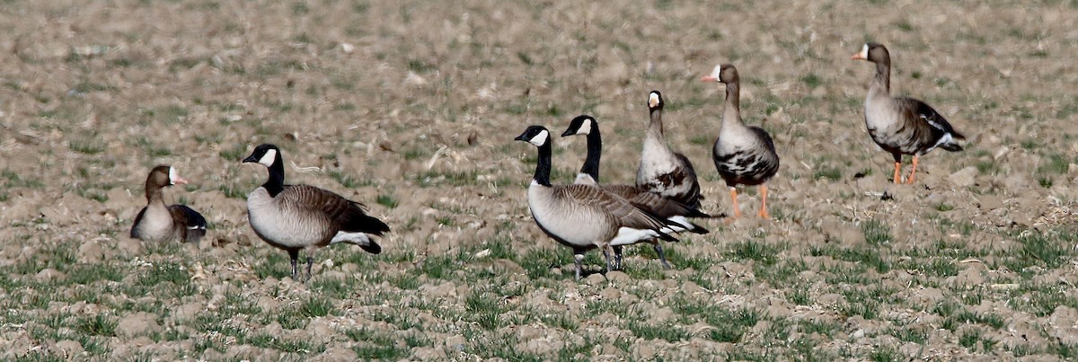 Greater White-fronted Goose - Norm Lewis