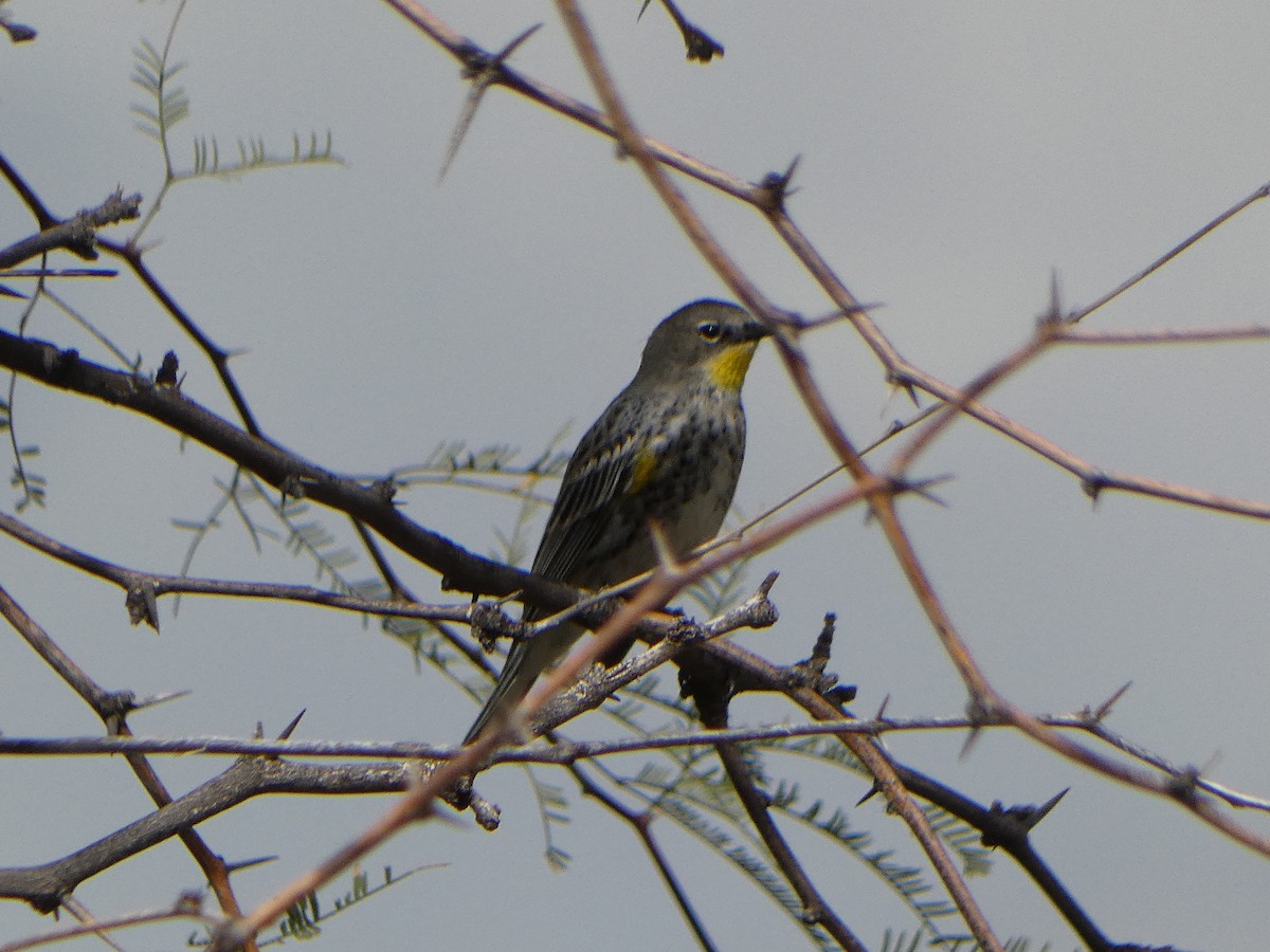 Yellow-rumped Warbler (Audubon's) - ML615937345