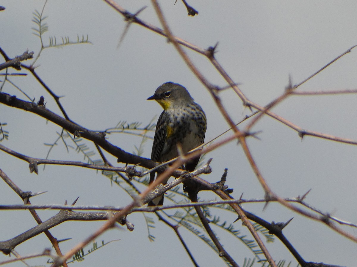 Yellow-rumped Warbler (Audubon's) - ML615937346