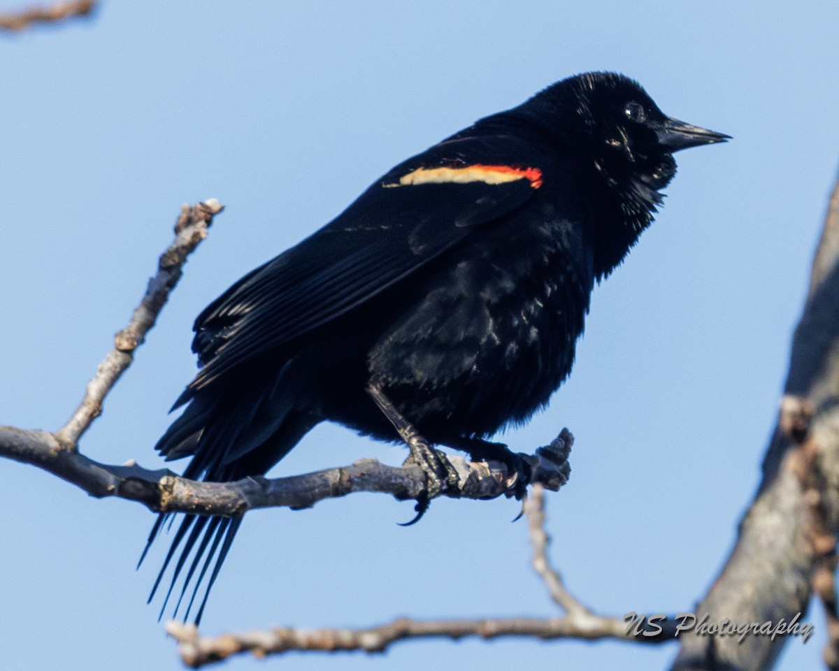 Red-winged Blackbird - ML615937431