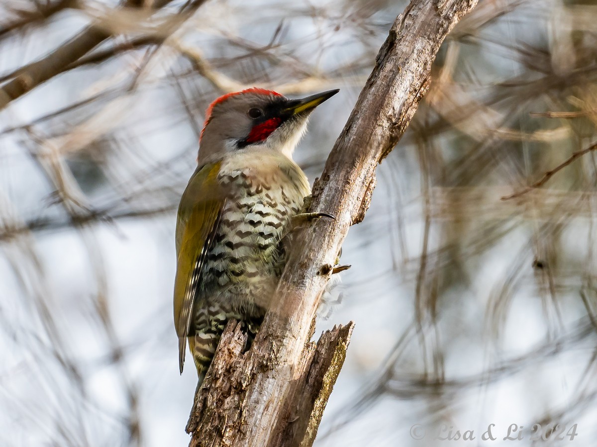 Japanese Woodpecker - ML615937528