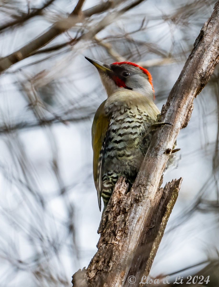Japanese Woodpecker - ML615937529