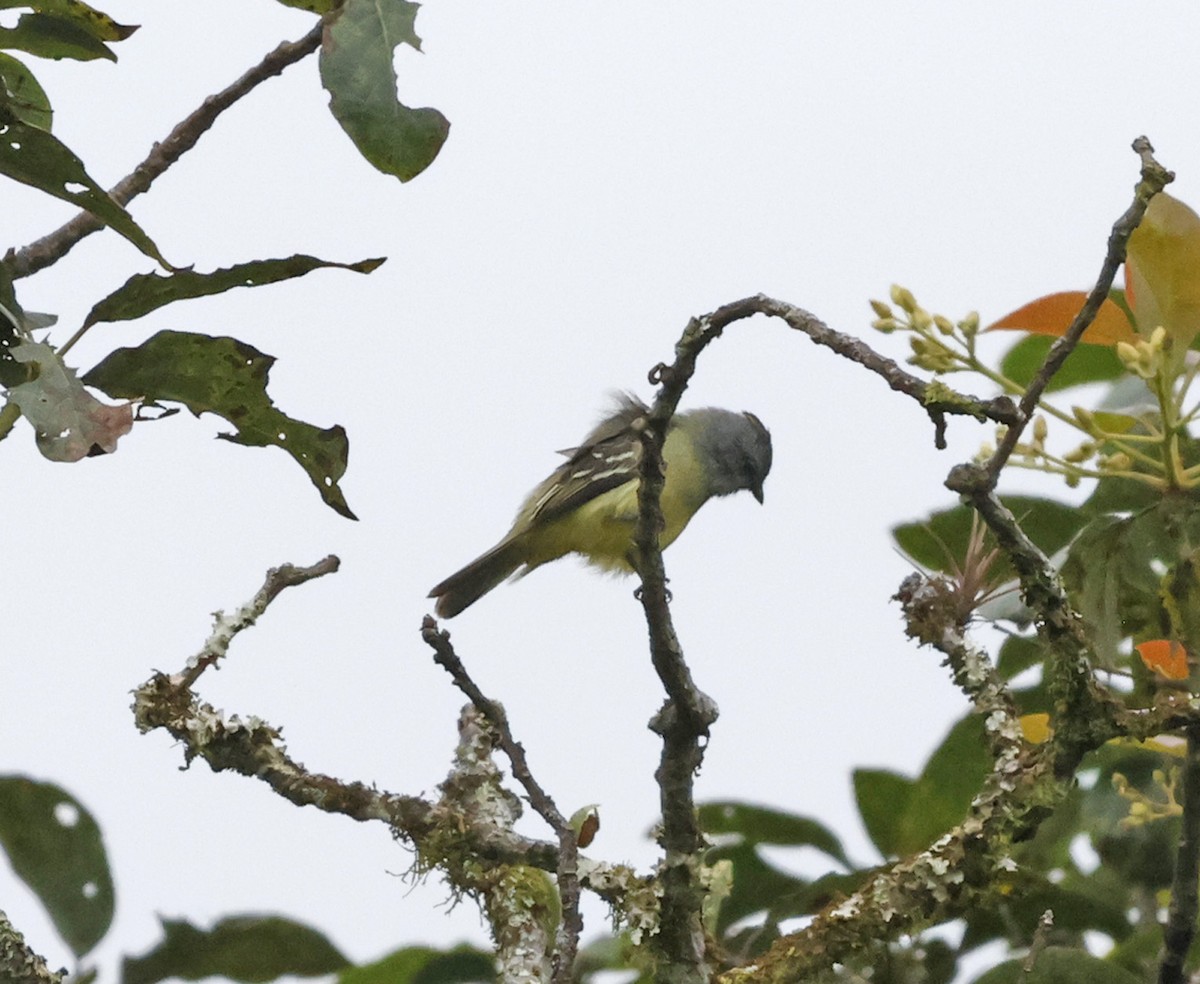 Yellow-crowned Tyrannulet - ML615937574