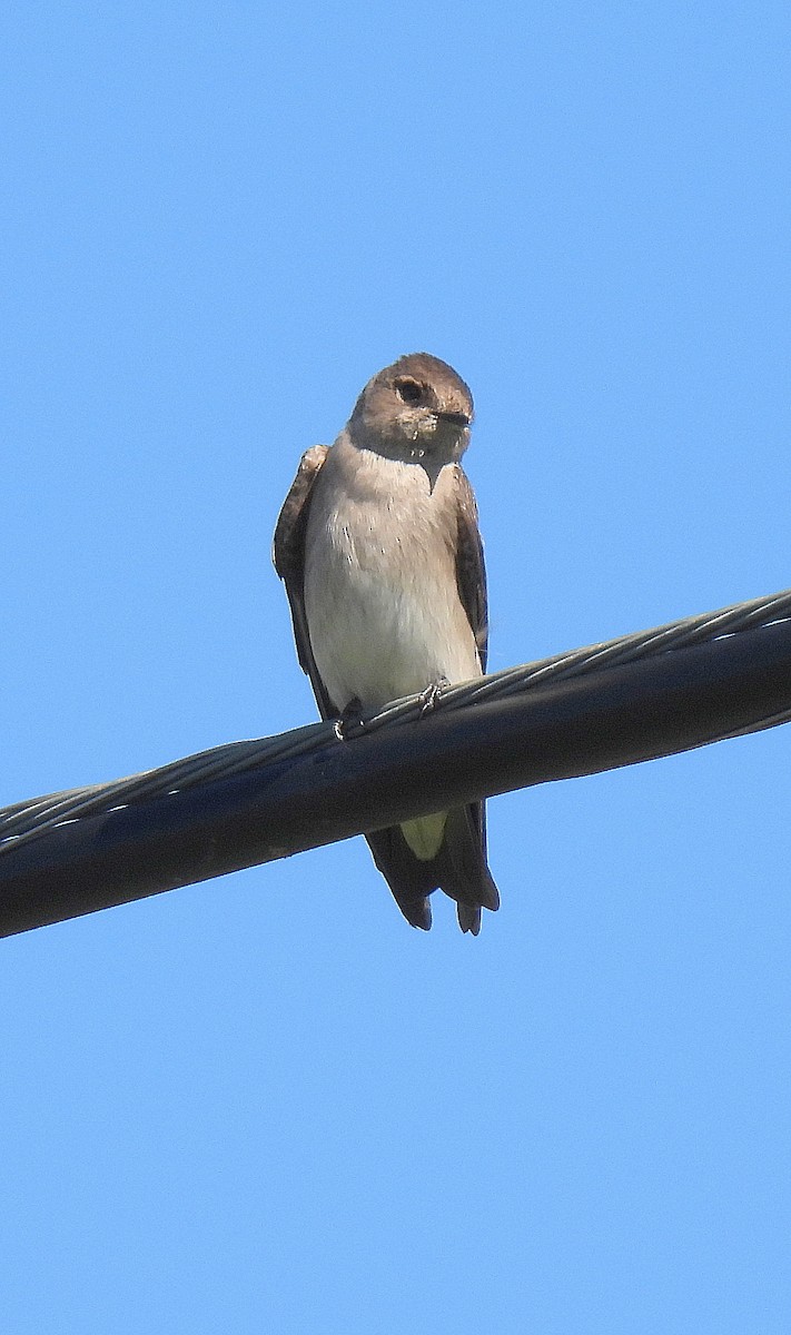 Northern Rough-winged Swallow - ML615937621