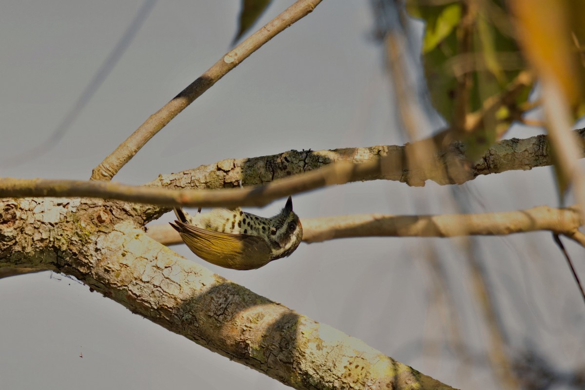 Speckled Piculet - ML615937689