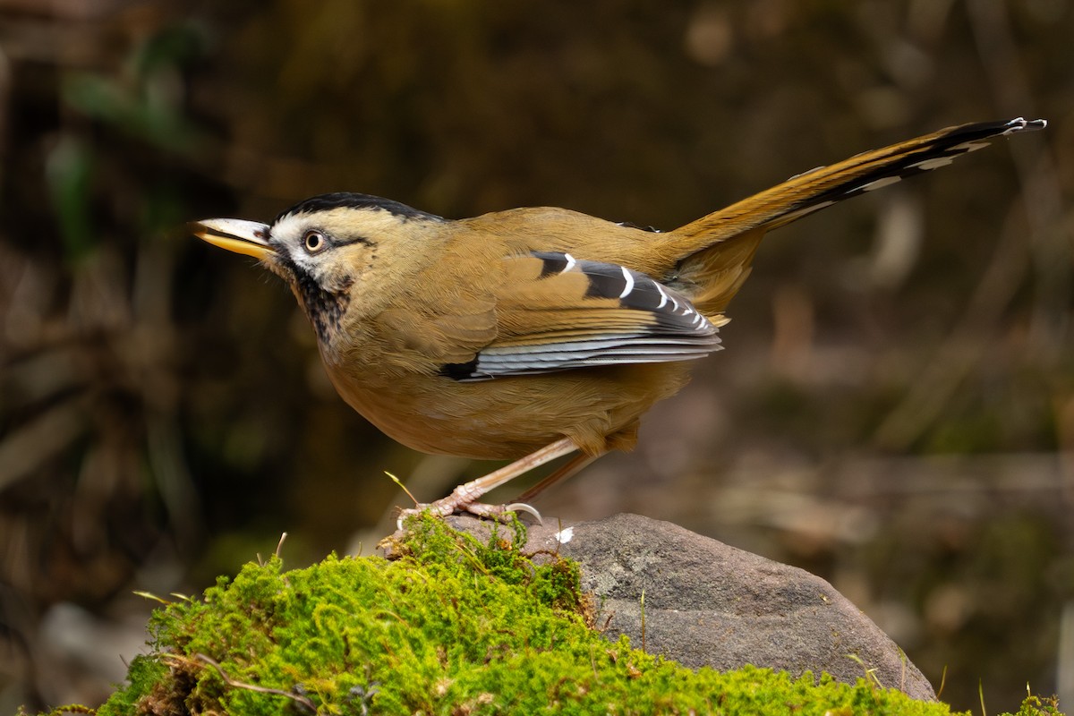 Moustached Laughingthrush - ML615937772