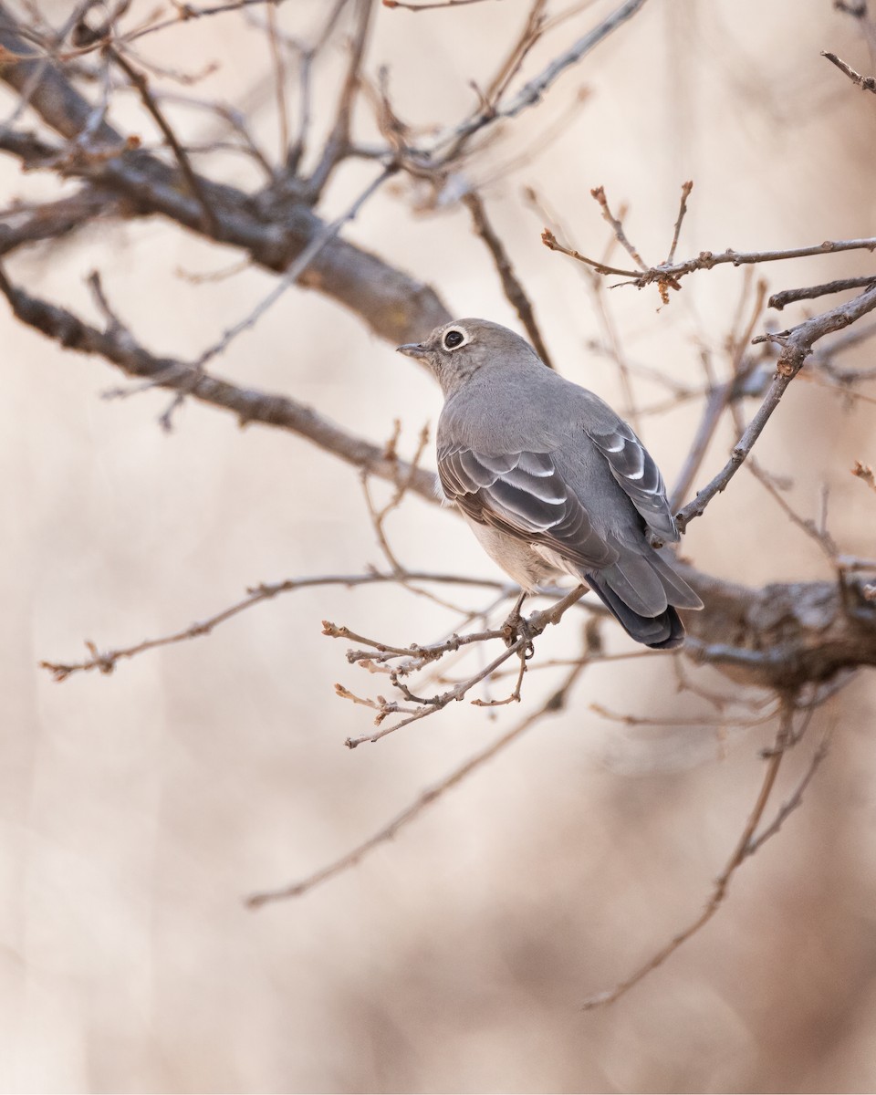 Townsend's Solitaire - ML615937788
