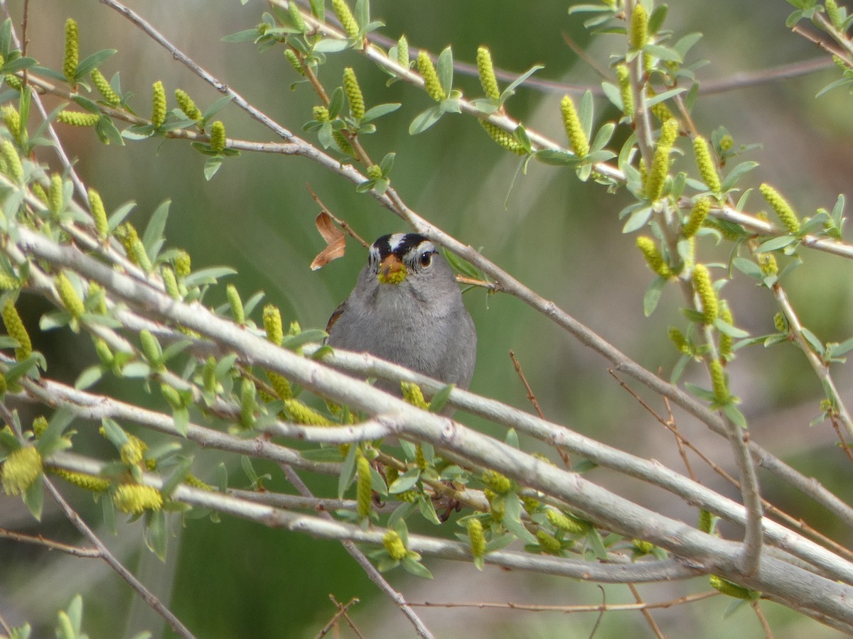 White-crowned Sparrow - ML615937847