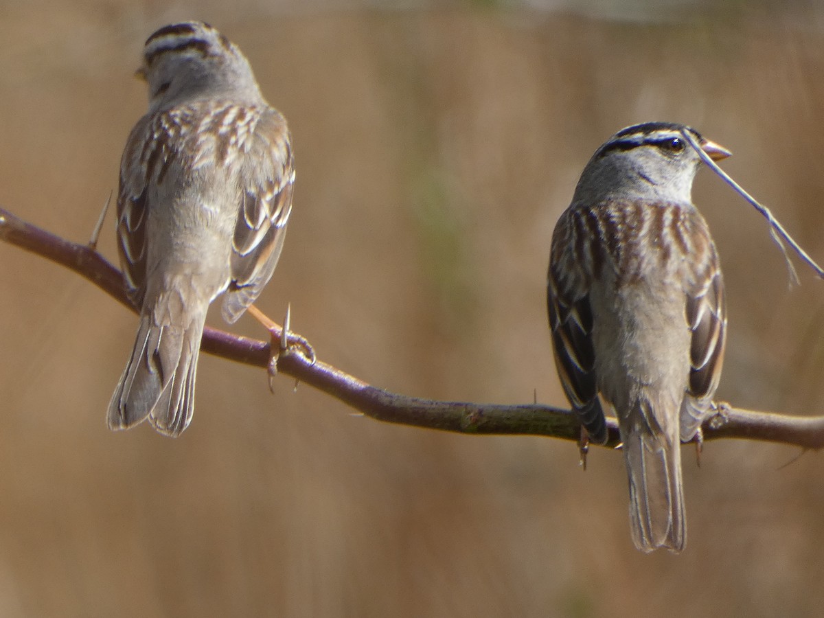 White-crowned Sparrow - ML615937849