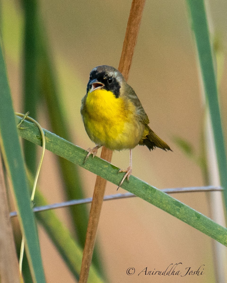 Common Yellowthroat - Aniruddha Joshi