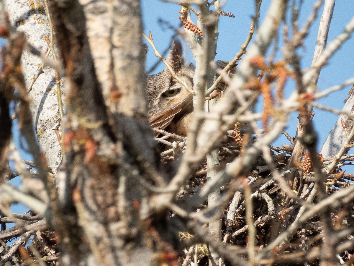 Great Horned Owl - ML615938104