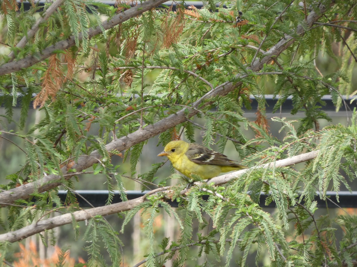 Western Tanager - ML615938200