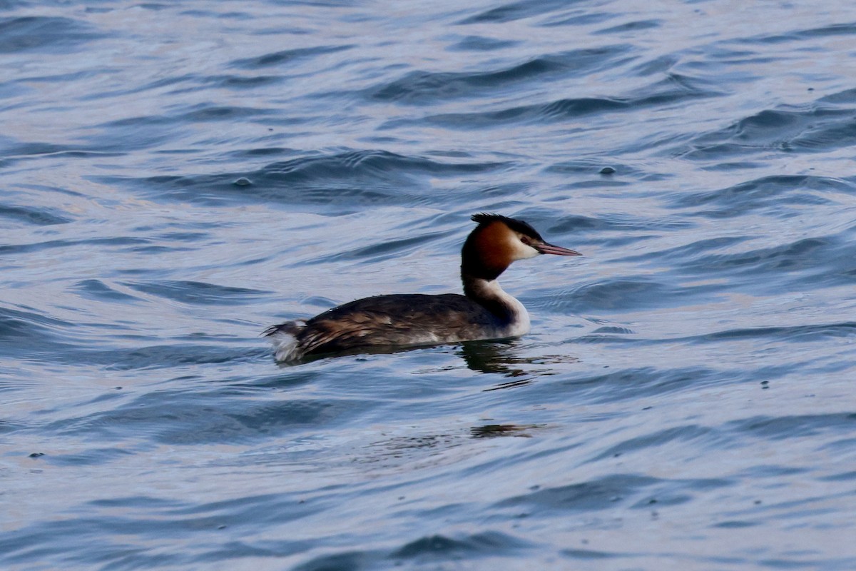 Great Crested Grebe - ML615938226