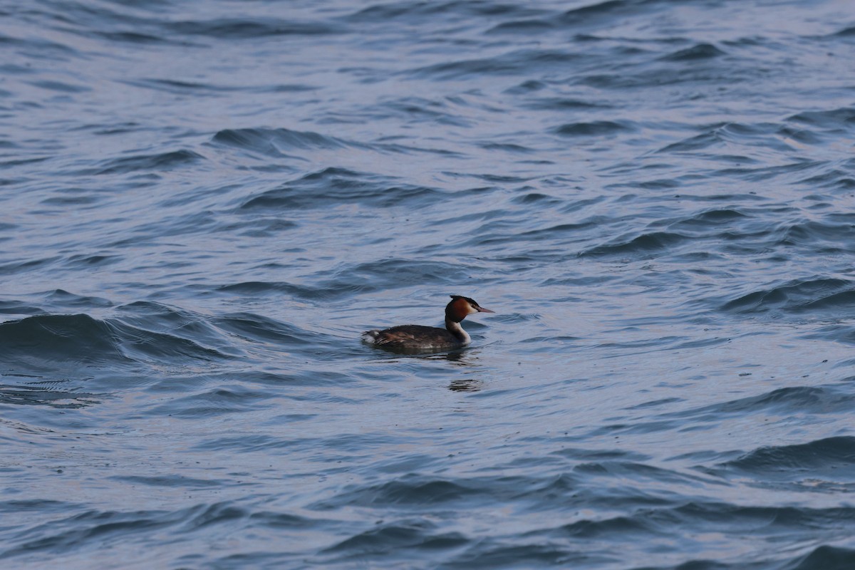 Great Crested Grebe - ML615938228