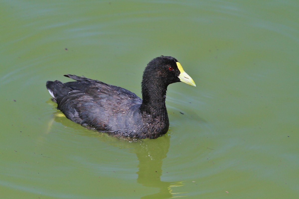 White-winged Coot - ML615938295