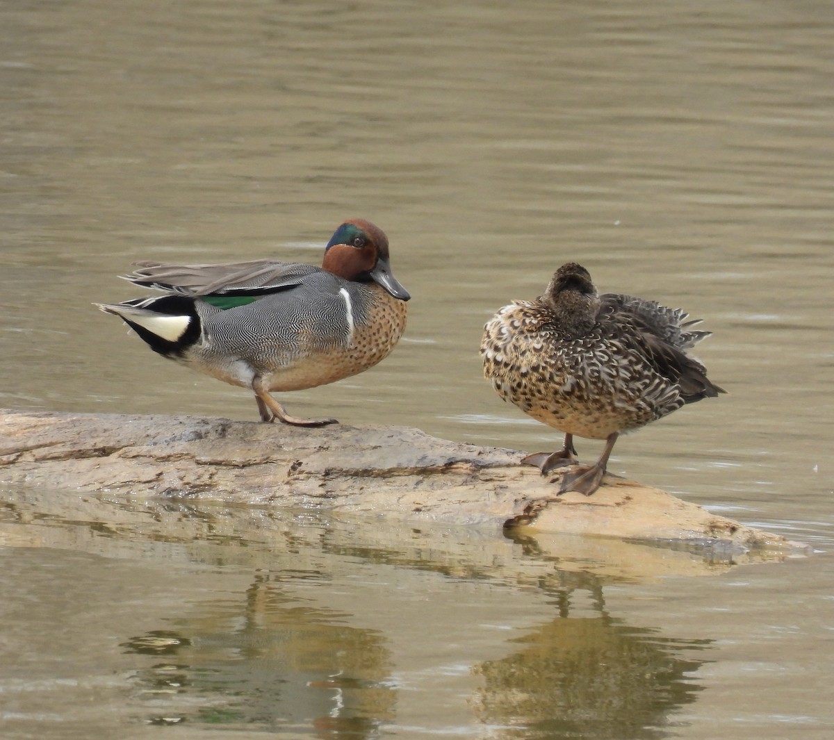 Green-winged Teal - ML615938318