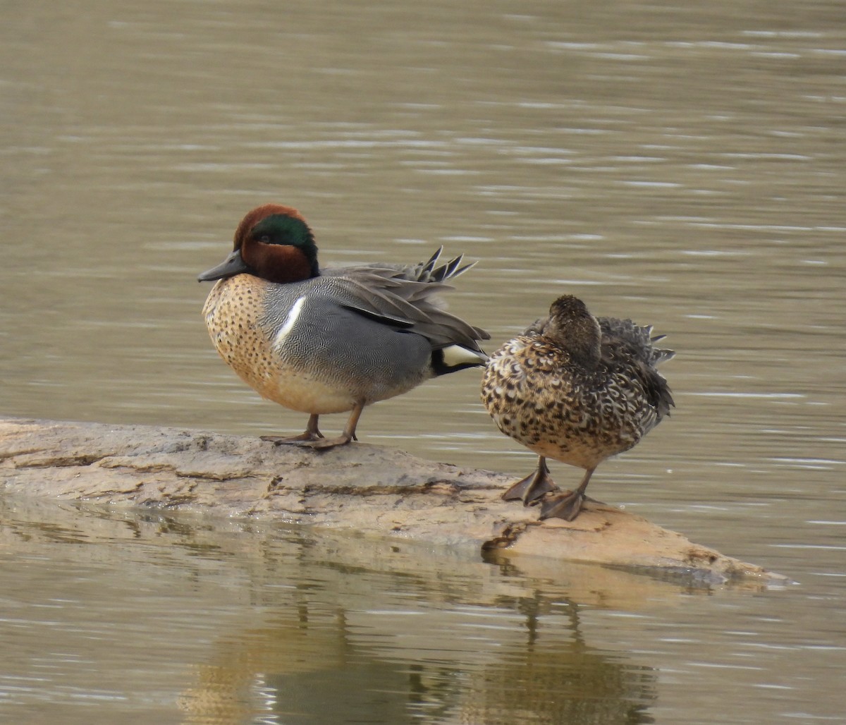 Green-winged Teal - ML615938319