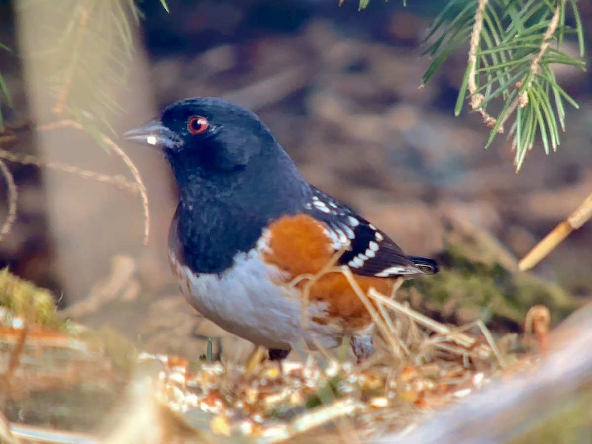 Spotted Towhee - ML615938468