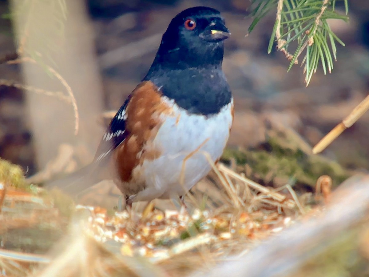 Spotted Towhee - ML615938469