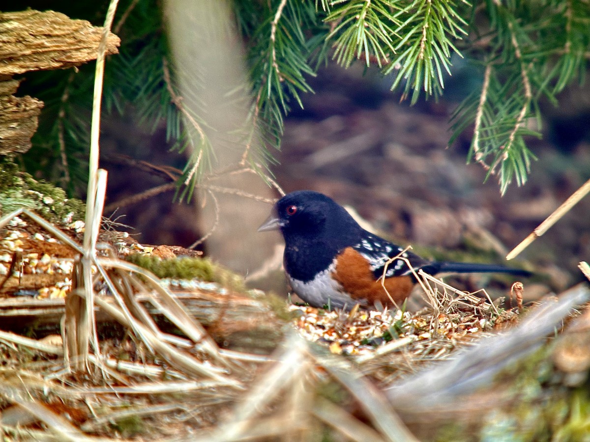 Spotted Towhee - ML615938472