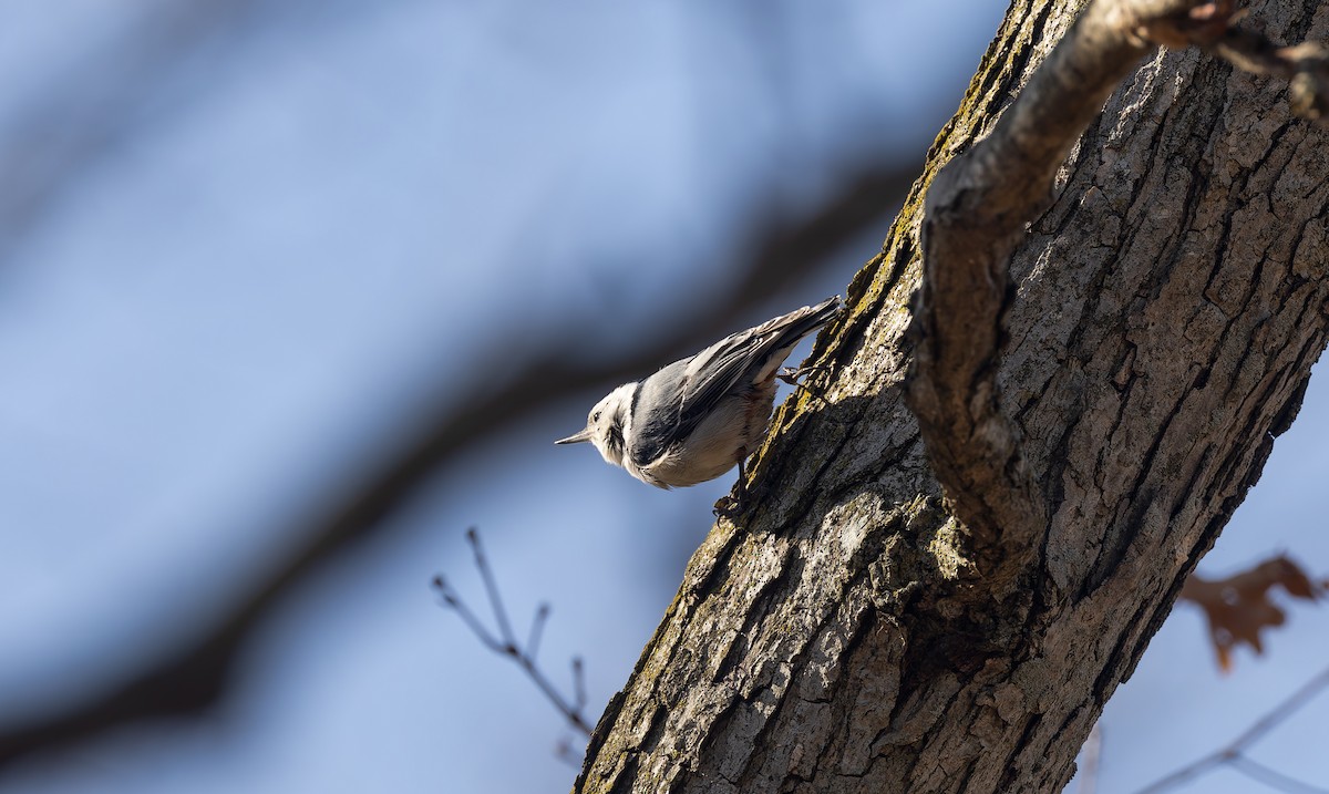 White-breasted Nuthatch - ML615938536