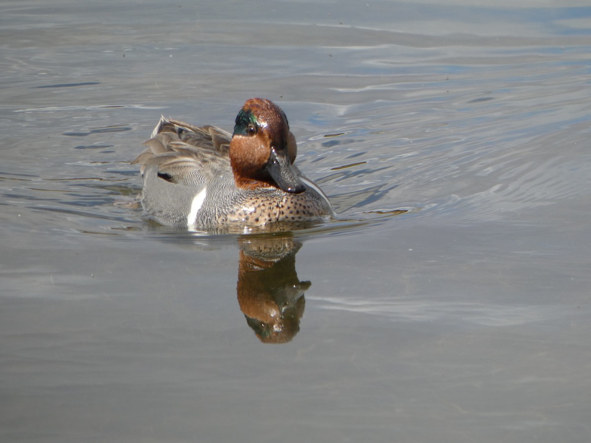 Green-winged Teal - ML615938545