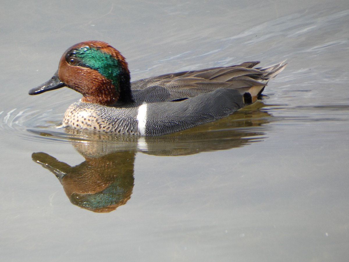 Green-winged Teal - ML615938546