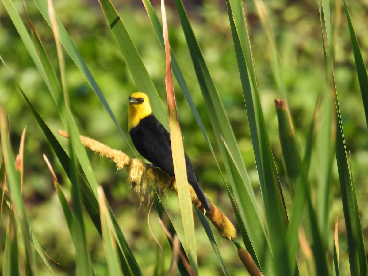 Yellow-hooded Blackbird - ML615938629