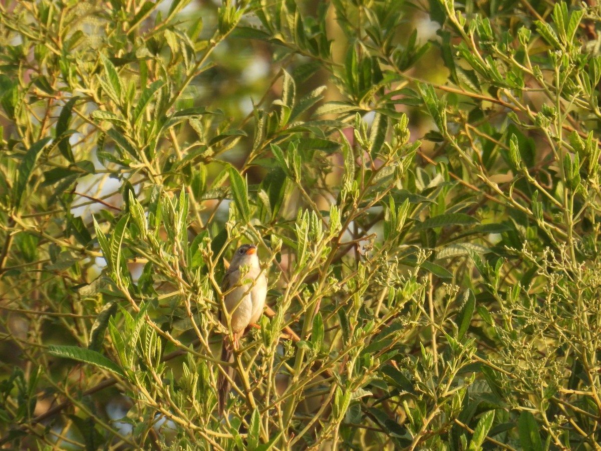 Wedge-tailed Grass-Finch - ML615938638