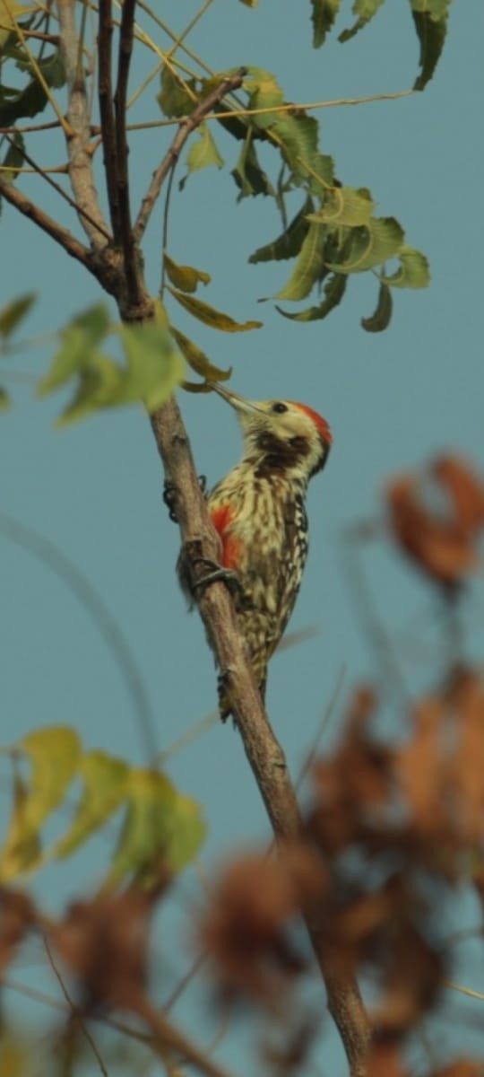 Yellow-crowned Woodpecker - ML615938769