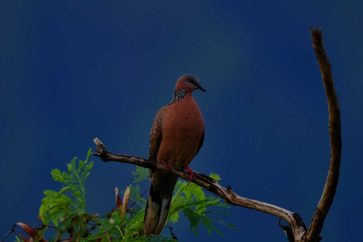 Spotted Dove - ML615938795