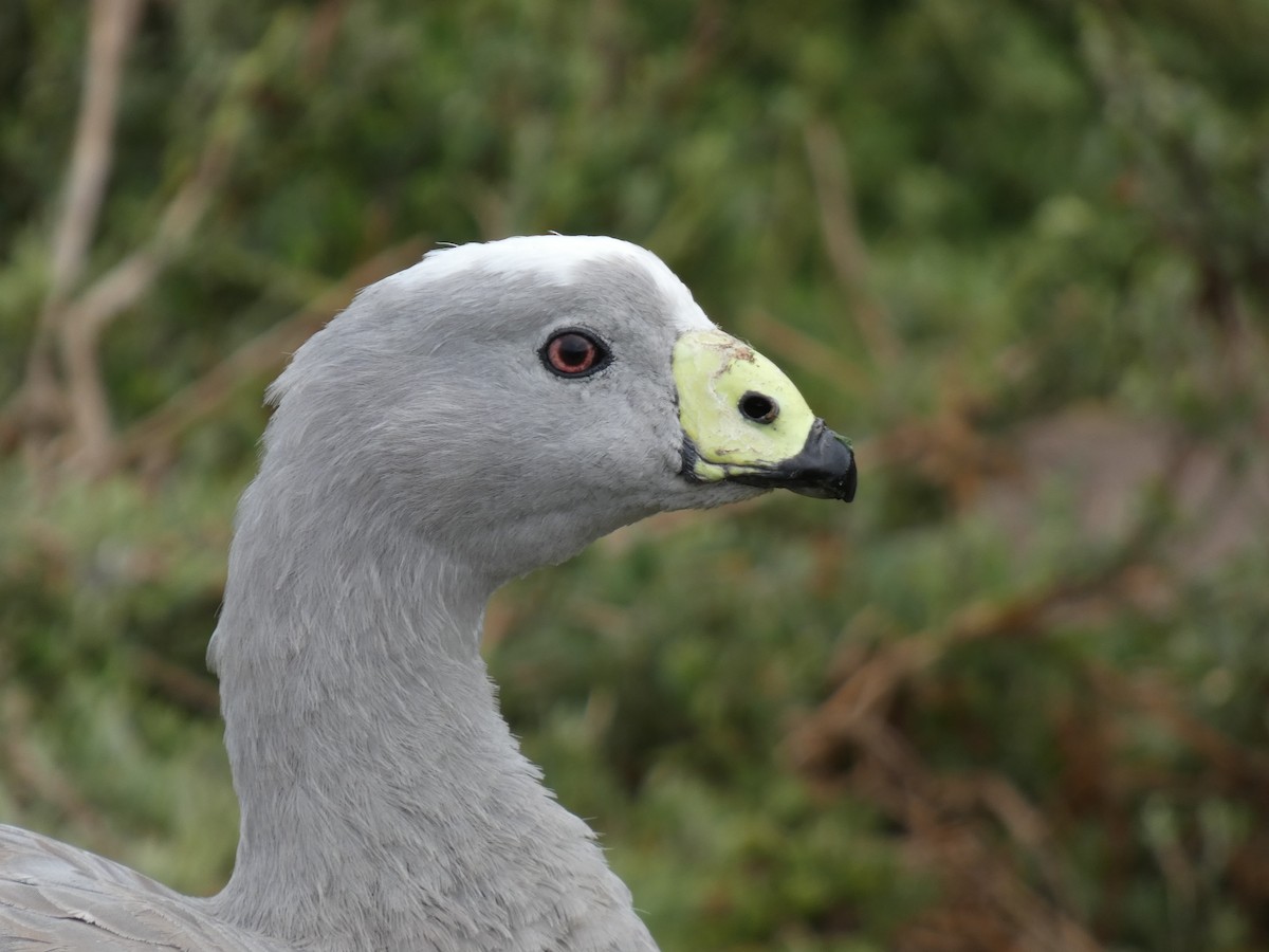 Cape Barren Goose - Eneko Azkue