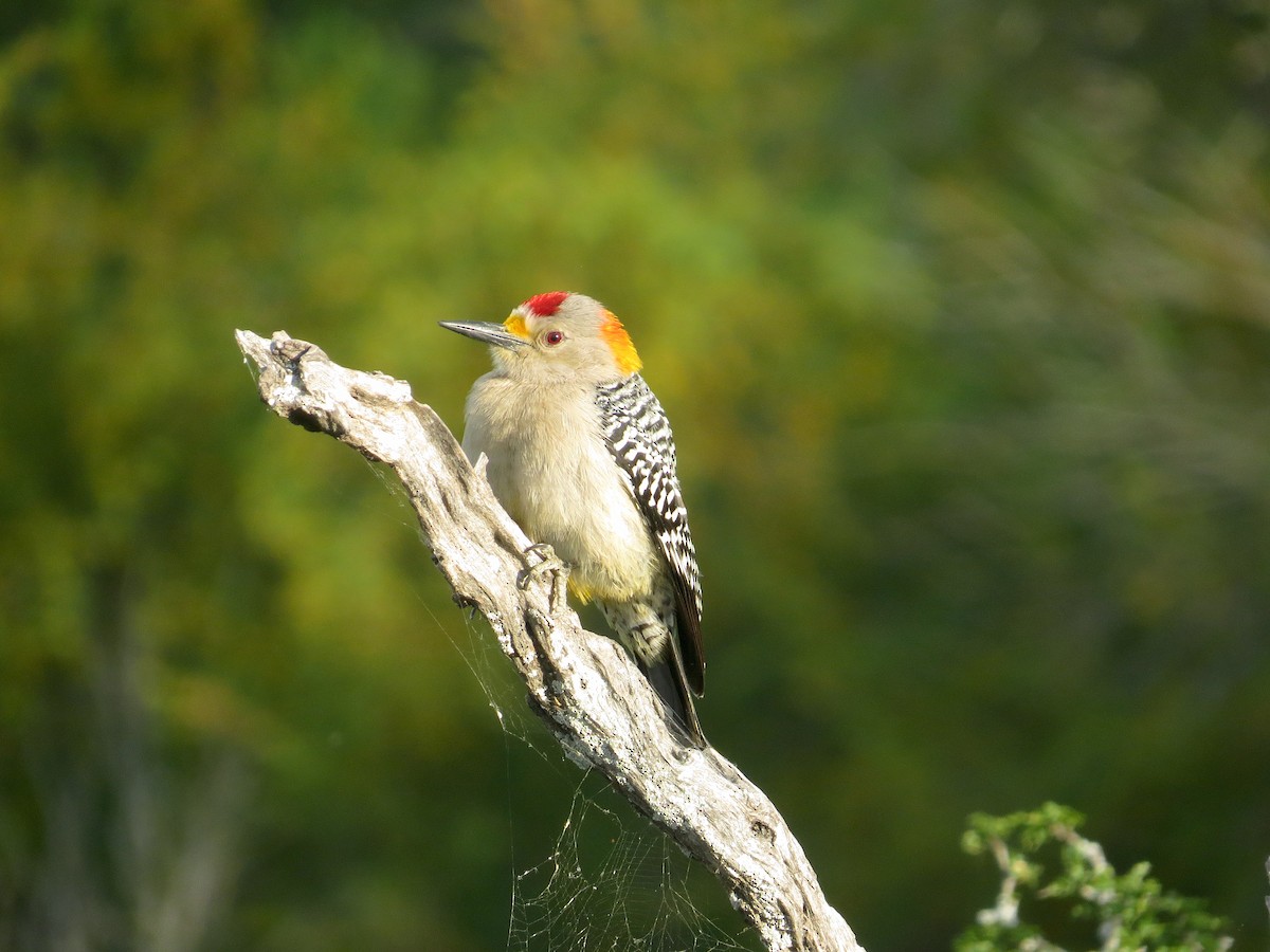 Golden-fronted Woodpecker - Brandon Lentz